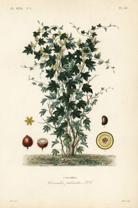 カルンバツリー、Jateorhiza columba、Cocculus palmatus、コロンボ 作： Unbekannt