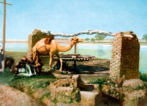 ラクダとシャドゥフ、ルクソール、エジプト、20世紀 作： Unbekannt