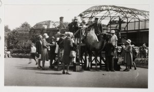 キャメルライド（1930年頃 作： Unbekannt
