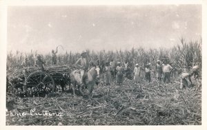 杖切断、c1930 作： Unbekannt