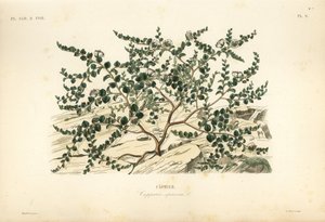 Caper bush or Flinders rose, Capparis spinosa, Caprier 作： Unbekannt