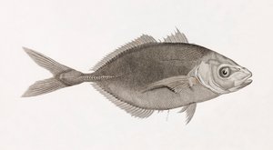 Caranx Lune、クローズアップ
