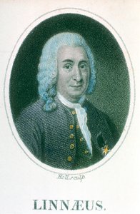 Carolus Linnaeus、18世紀スウェーデンの博物学者、19世紀初頭 作： Unbekannt