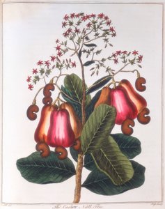 カシューナッツ-Anacardium occidentale、c1798 作： Unbekannt