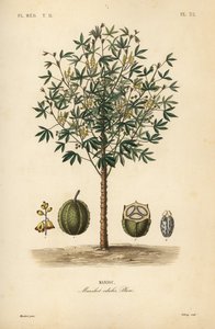 キャッサバ、ユカまたはマニオック植物、Manihot esculenta、Manihot edulis、Manioc 作： Unbekannt