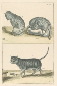 猫 作： Unbekannt