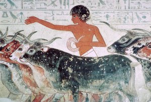 検査のために持ち込まれた牛: Nebamun no 5、エジプト、c1350 BC の墓からの壁画