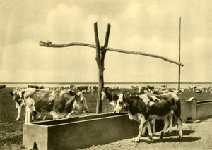 牛の飼い葉桶、オーストリア、ブルゲンラント州、c1935。 作： Unbekannt