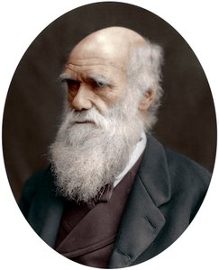 チャールズダーウィン、イギリスの博物学者、1878年 作： Unbekannt