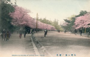 東京上野公園の桜、c1910 作： Unbekannt