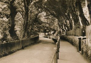 チャインアベニュー、シャンクリン、IW、c1920。 作： Unbekannt