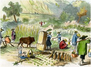 中国の収穫、香港、c1875 作： Unbekannt