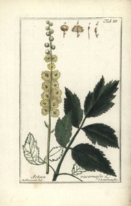Cimicifuga Cimicifuga racemosa or Black cohosh, Actaea racemosa (actee a grappe) 作： Unbekannt
