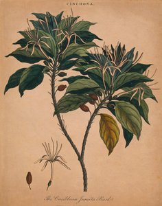 シンコナ。カリブ海のイエズス会の樹皮、1801年。
