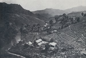 スリランカの茶畑、1924年 作： Unbekannt