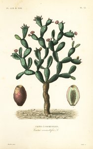 コチニールサボテン、Nopalea cochenillifera、Opuntia cochenillifera、Cactus cochenillifer、Cactus coccinellifer、Cactus a cochenilles 作： Unbekannt