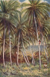クイーンズランド州北部のココナッツパーム、1923年。 作： Unbekannt