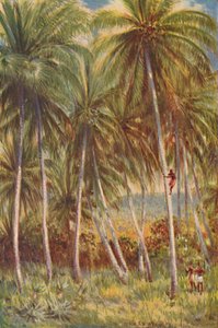 ココナッツパームズ、1924年 作： Unbekannt
