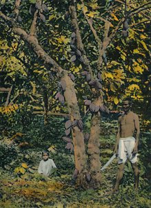 フルベアリングのココア、トリニダードトバゴ、c1914。 作： Unbekannt