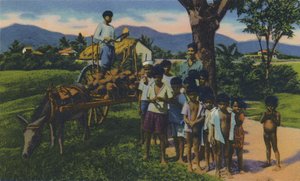 ココナッツベンダー、トリニダード、BWI、c1940年代。 作： Unbekannt