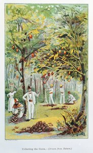 ココアの収集、ベネズエラ、1892 作： Unbekannt