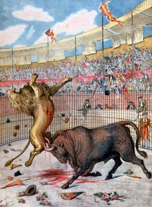 ライオンと雄牛の間の戦闘、スペイン、1894