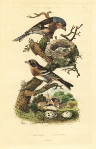 巣と卵を持つチャフィンチ（Fringilla coelebs）、卵を持つブランブリング（Fringilla montifringilla） Pinson commun et pinson d
