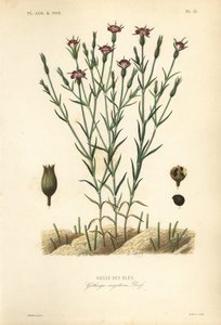 コーンコックル、Agrostemma githago、Githago segetum、Nielle des bles、Lによる手彩色のスティールエングレーヴィング。 作： Unbekannt