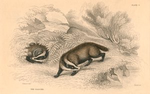 コモンまたはユーラシアのアナグマMeles meles、1828 作： Unbekannt
