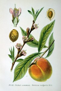 一般的な桃、1893