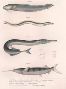 一般的なヘビの魚。一般的な砂うなぎ。共通のHornhecht。ブラジルのハーフビーク、1850年代頃
