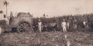 コルテデカンナ。 -サトウキビを集めます。キューバ、c1900 作： Unbekannt