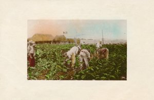 タバコの収穫。 -タバコプランテーション。、C1910 作： Unbekannt