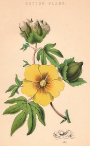 19世紀の綿植物 作： Unbekannt