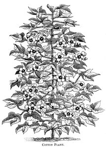 綿植物、c1880 作： Unbekannt