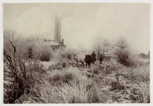 「霜の降りた野原の牛」1890年頃 作： Unbekannt