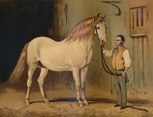 クリームステートキャリッジ馬。女王陛下のスタッド、c1879。 作： Unbekannt