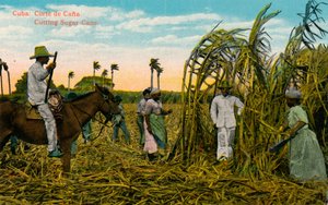 キューバ：コルテデカナ。カッティングサトウキビ、c1910 作： Unbekannt