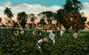 キューバ：タバコのベガ。タバコプランテーション、c1900 作： Unbekannt