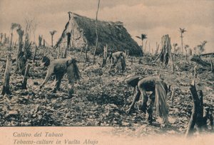 たばこ栽培。 Vuelta Abajo、c1900のタバコ文化 作： Unbekannt