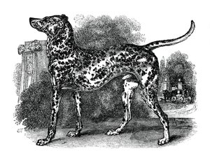 ダルメシアン犬、1848 作： Unbekannt