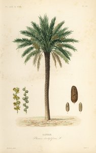 ナツメヤシの木、Phoenix dactylifera、Dattier
