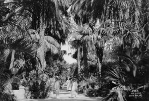 ナツメヤシ、パレルモ、シチリア島、イタリア、c1920s-c1930s 作： Unbekannt