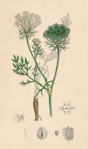 Daucus Carota。野生のニンジン、19世紀 作： Unbekannt