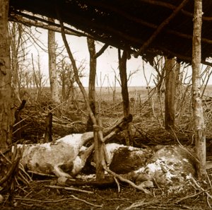 死んだ馬、北フランス、ベルダン、c1914-c1918 作： Unbekannt