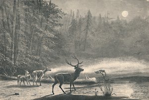 セントレジス湖の鹿、1883年夜 作： Unbekannt