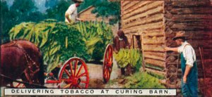 1926年のCuring Barnでのタバコの配達