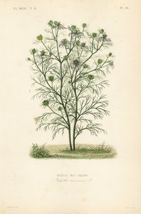 Devil-in-a-bush or love-in-a-mist, Nigella arvensis, Nigelle des champs. 作： Unbekannt