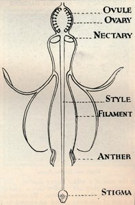 種子を生成するために採用されたメカニズムを示すフクシアの花の図、c1934 作： Unbekannt