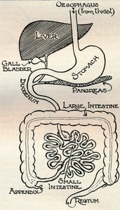 体を通り抜ける消化管を示す図、c1934 作： Unbekannt